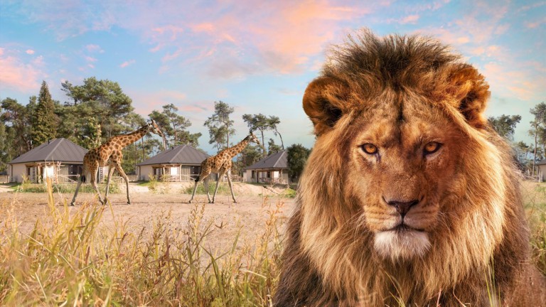 Leeuw - Safari Resort Beekse Bergen