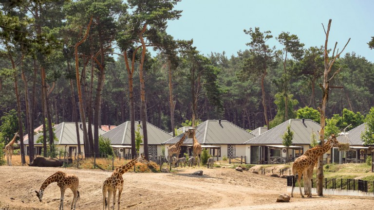 Giraffen - Safari Resort Beekse Bergen