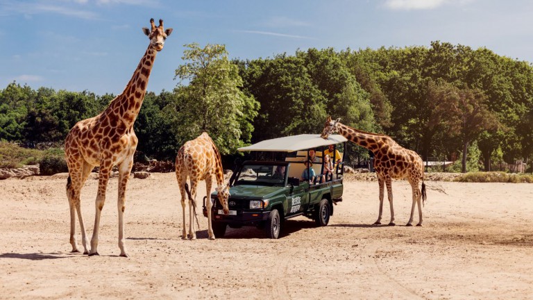 Giraffe - Lake Resort Beekse Bergen