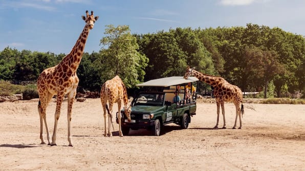 Giraffe - Lake Resort Beekse Bergen