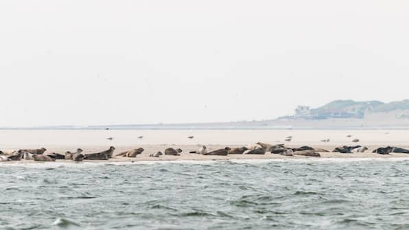 Terschelling - WestCord Aparthotel Boschrijck