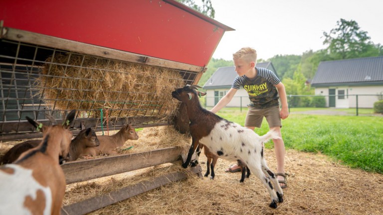 Kinderboerderij - Bungalowpark Het Bosmeer