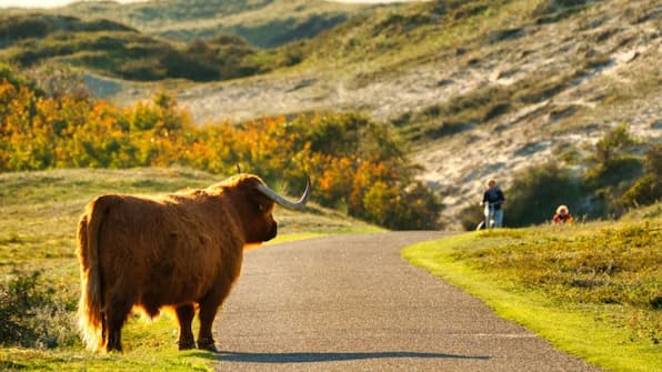 Schoorlse Duinen - Beach Hotel Bergen aan Zee Schoorlse Duinen - Beach Hotel Bergen aan Zee