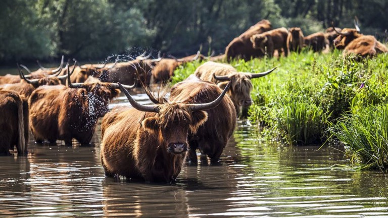 Omgeving - Hotel Biesbosch