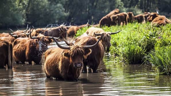 Omgeving - Hotel Biesbosch