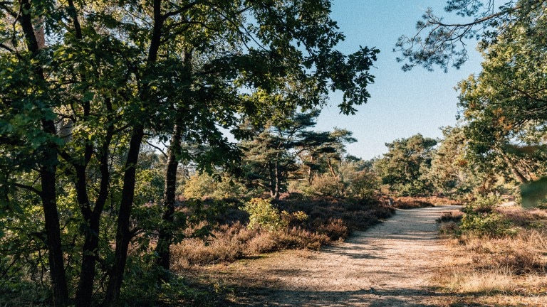 Cabin bos - De Wever Lodge