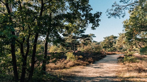 Cabin bos - De Wever Lodge Cabin bos - De Wever Lodge