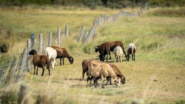Omgeving - Roompot Beach Resort Nieuwvliet-Bad Omgeving - Roompot Beach Resort Nieuwvliet-Bad