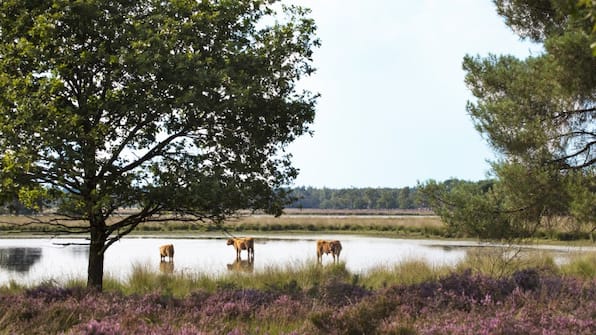 Noord Brabant - Boutique Hotel Lytel Blue