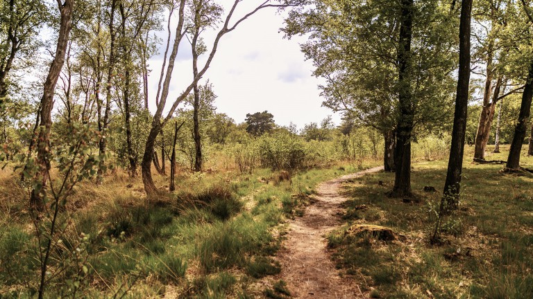Omgeving - Park De Zeegser Duinen