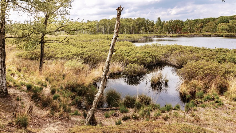 Omgeving - Park De Zeegser Duinen