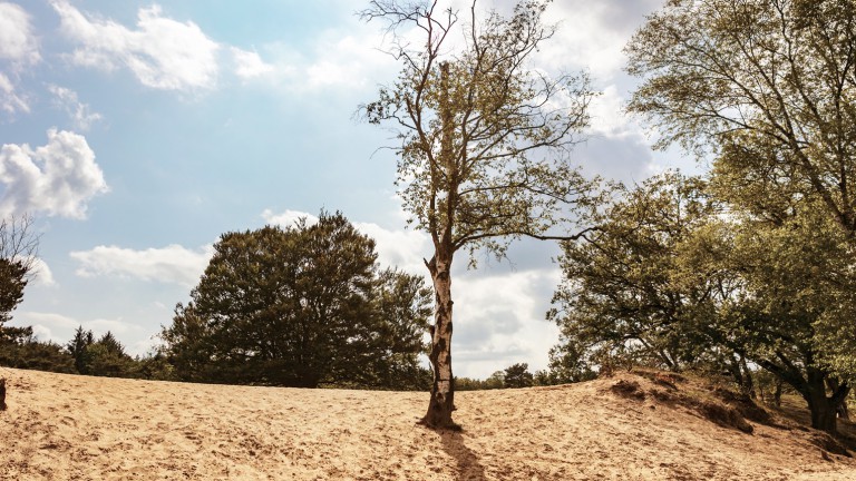 Omgeving - Park De Zeegser Duinen