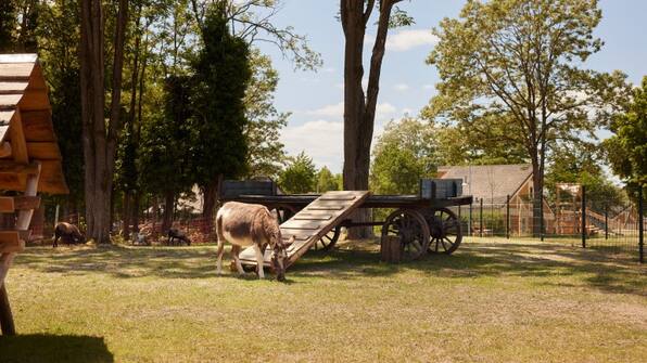 Dierenweide - Center Parcs Park Eifel Dierenweide - Center Parcs Park Eifel