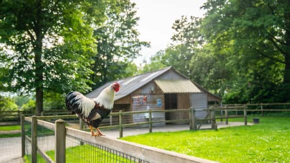 Dierenweide - Landal Landgoed De Elsgraven