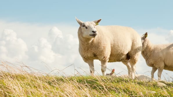 Texel - Grand Hotel Opduin Texel - Grand Hotel Opduin