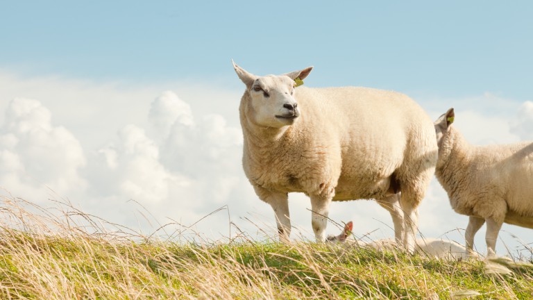 Texel - BnB de Slufterhoeve