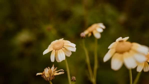 Natuur - Vakantiepark Eigen Wijze