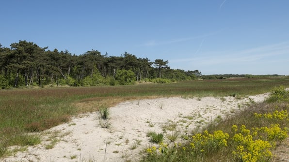 Omgeving - Hotel Appartementen Vlierijck