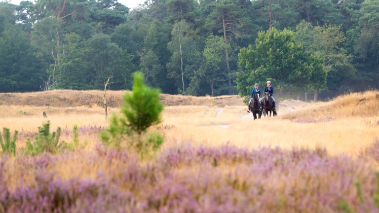 Omgeving - Camping Diever