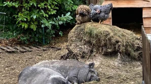 Kinderboerderij - Vodatent Camping het Swinnenbos