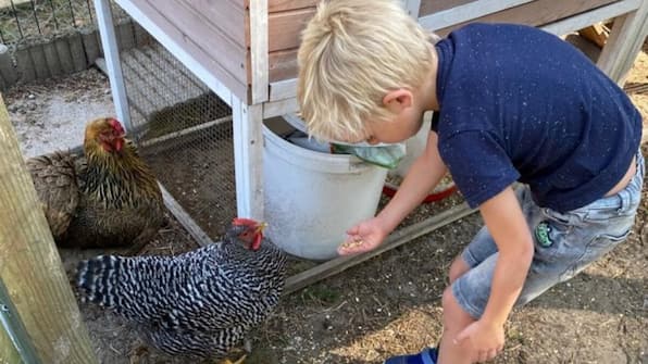 Kinderboerderij - Vodatent Camping het Swinnenbos