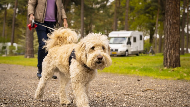 Hond - Landal Bospark 't Wolfsven