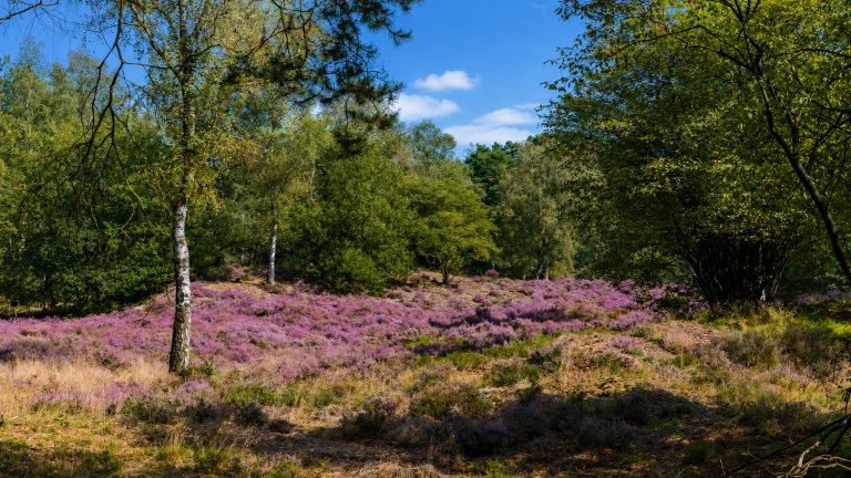 Veluwe - Hotel De Hoeve van Nunspeet
