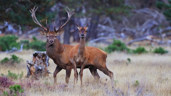 Nationaal Park De Hoge Veluwe - Hotel Kruller