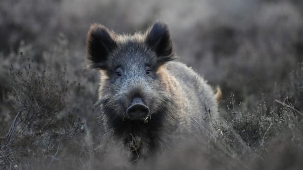 Nationaal Park De Hoge Veluwe - Hotel Kruller
