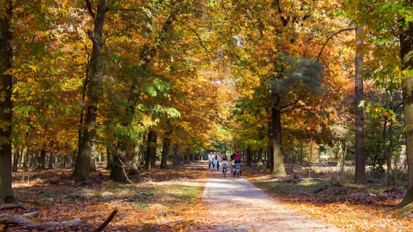 Veluwe - Herberg de Zwaan Elspeet