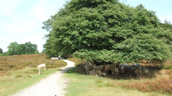 De Veluwe - Boat Bike Tours