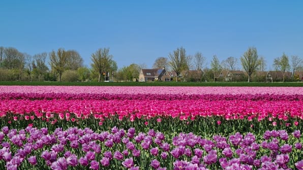 Omgeving - Recreatiepark De Wielen