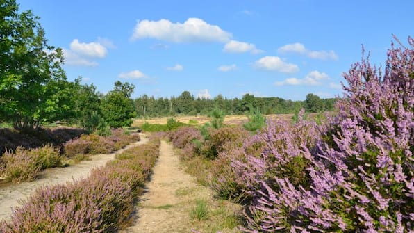 Omgeving - Landgoed De Uitkijk