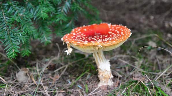 Umwelt - Landgoed De Uitkijk Umwelt - Landgoed De Uitkijk