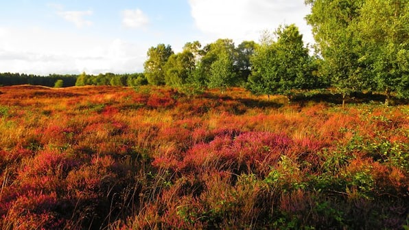 Umwelt - Hotel Wildeshauser Hof Umwelt - Hotel Wildeshauser Hof