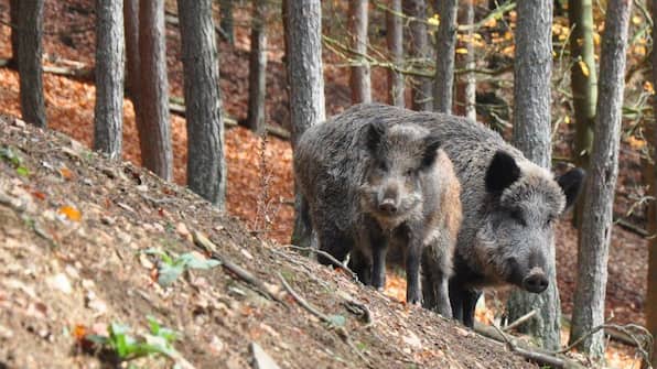 Umgebung - Hotel Dennenhoeve
