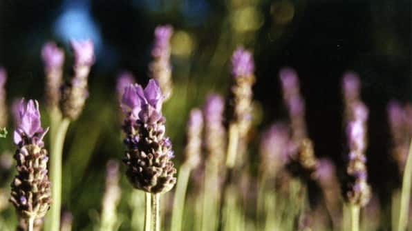 Omgeving-Cocoon Hotel Belair