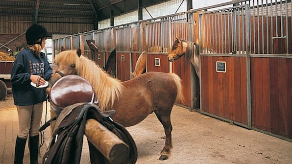 Manege - Vakantieoord de Bronzen Emmer