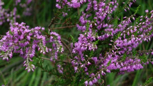 Erika - Akzent Hotel Zur Grünen Eiche