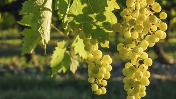 Atmosphäre - Hotel Restaurant Weinhaus Berg Atmosphäre - Hotel Restaurant Weinhaus Berg