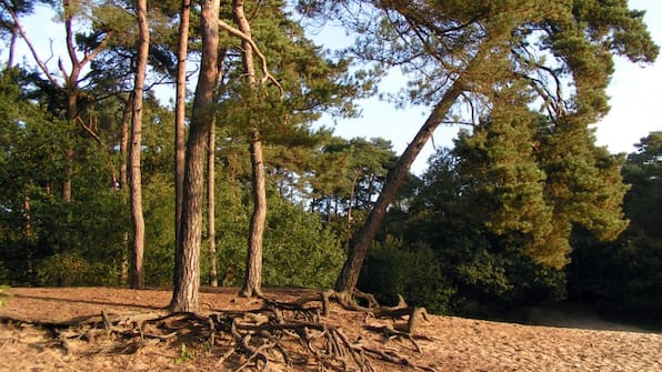 Umwelt - Die Oringer Marke und Stee Hotels von Flow Umwelt - Die Oringer Marke und Stee Hotels von Flow