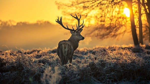 Veluwe - Hotel und Gasterie der Roode Schuur