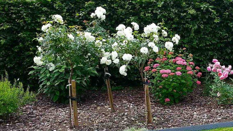 Tuin - Les Glaneuses