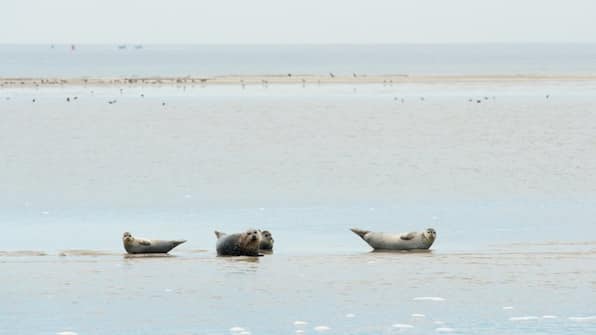 Zeehonden - Boutique Hotel De Smulpot