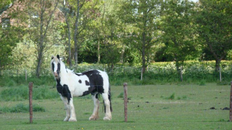 Dierenweide - Vakantie-appartementen Crea-Trends