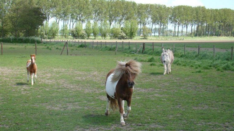 Dierenweide - Vakantie-appartementen Crea-Trends