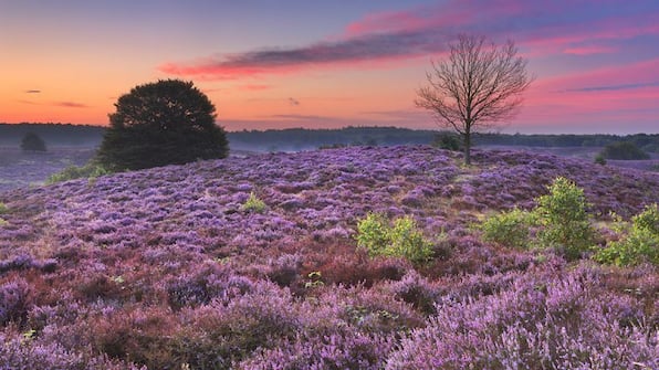 Veluwe - Hotel Restaurant de Loenermark