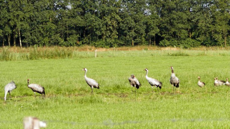 Omgeving - Camping de Stal