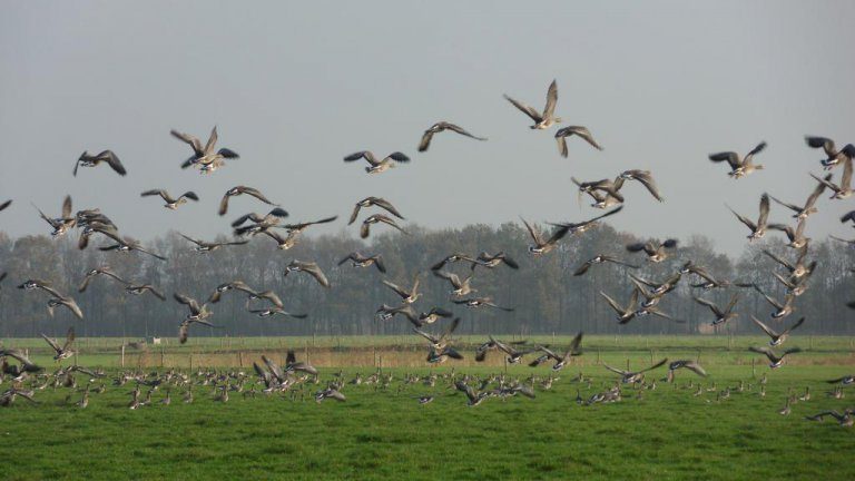 Omgeving - Camping de Stal