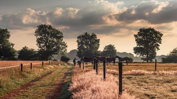 Achterhoek - Fietsvakantie Heuvels, heide, bos en kastelen